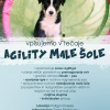 Agility Mala šola Koseze